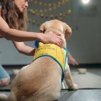 A yellow lab puppy wearing a yellow and blue service vest being trained by a woman kneeling next to him.