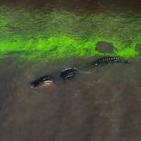 A crocodile swimming in a river streaked with neon green algae.