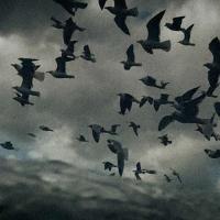 A flock of birds flying against a stormy sky.