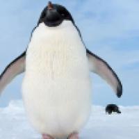 image from the film Penguins