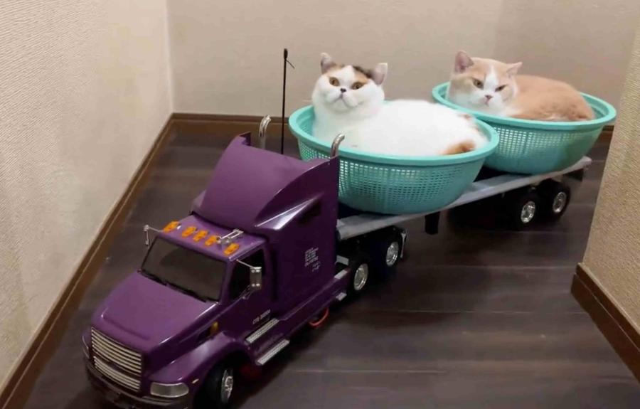 Two cats sitting in turquoise buckets being pulled by a toy flatbed truck with a purple cab.