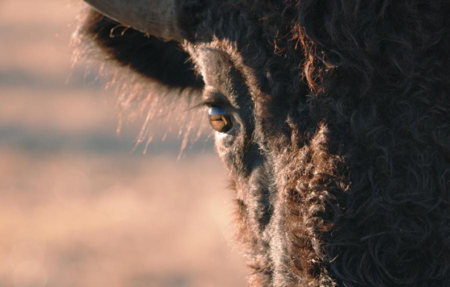 A close-up of a bison’s head highlights its dark, curly fur and reflective eye. The dramatic lighting emphasizes the texture and majesty of the animal, creating an intimate and powerful portrait.