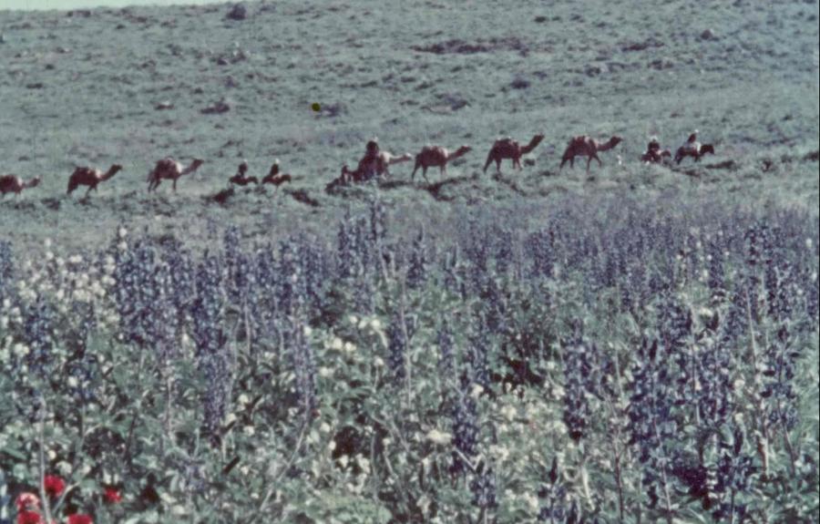 A landscape with a vibrant field of flowers in the foreground and an orderly row of camels walking up a hill in the background.