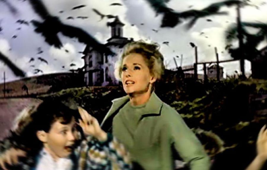 image from the film THE BIRDS
