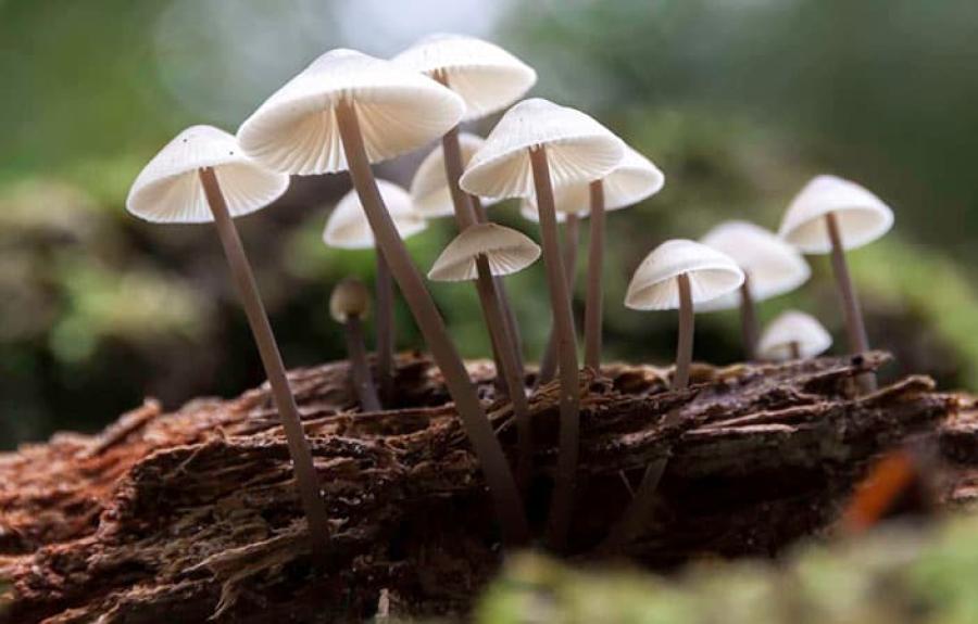 image from the film FANTASTIC FUNGI