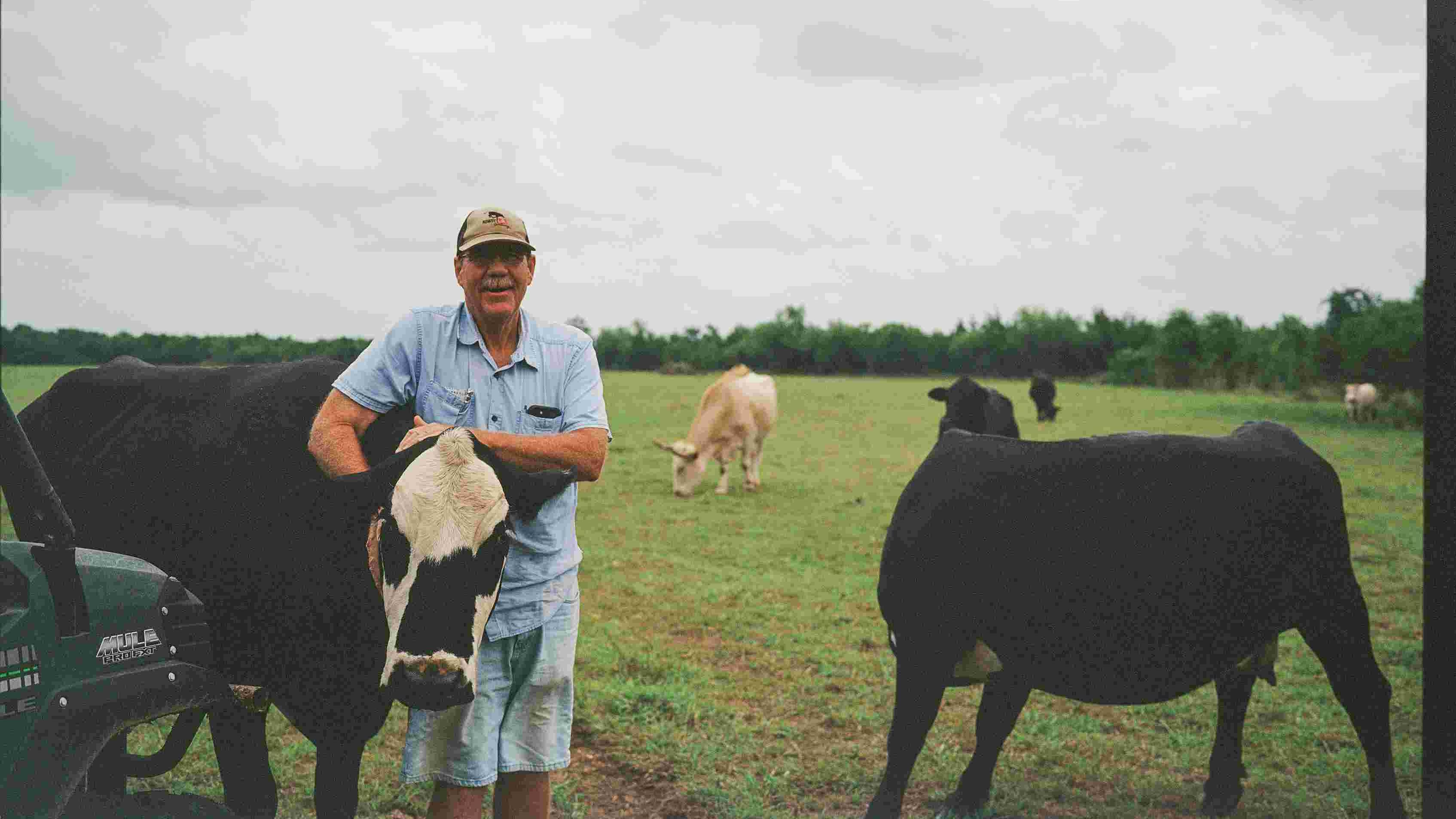 A man standing new to two brown cows in a green field