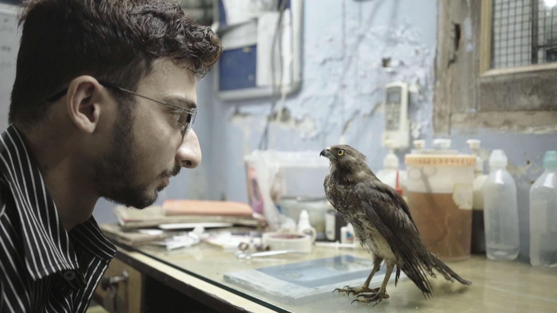 A man looks closely a bird sitting on a table.