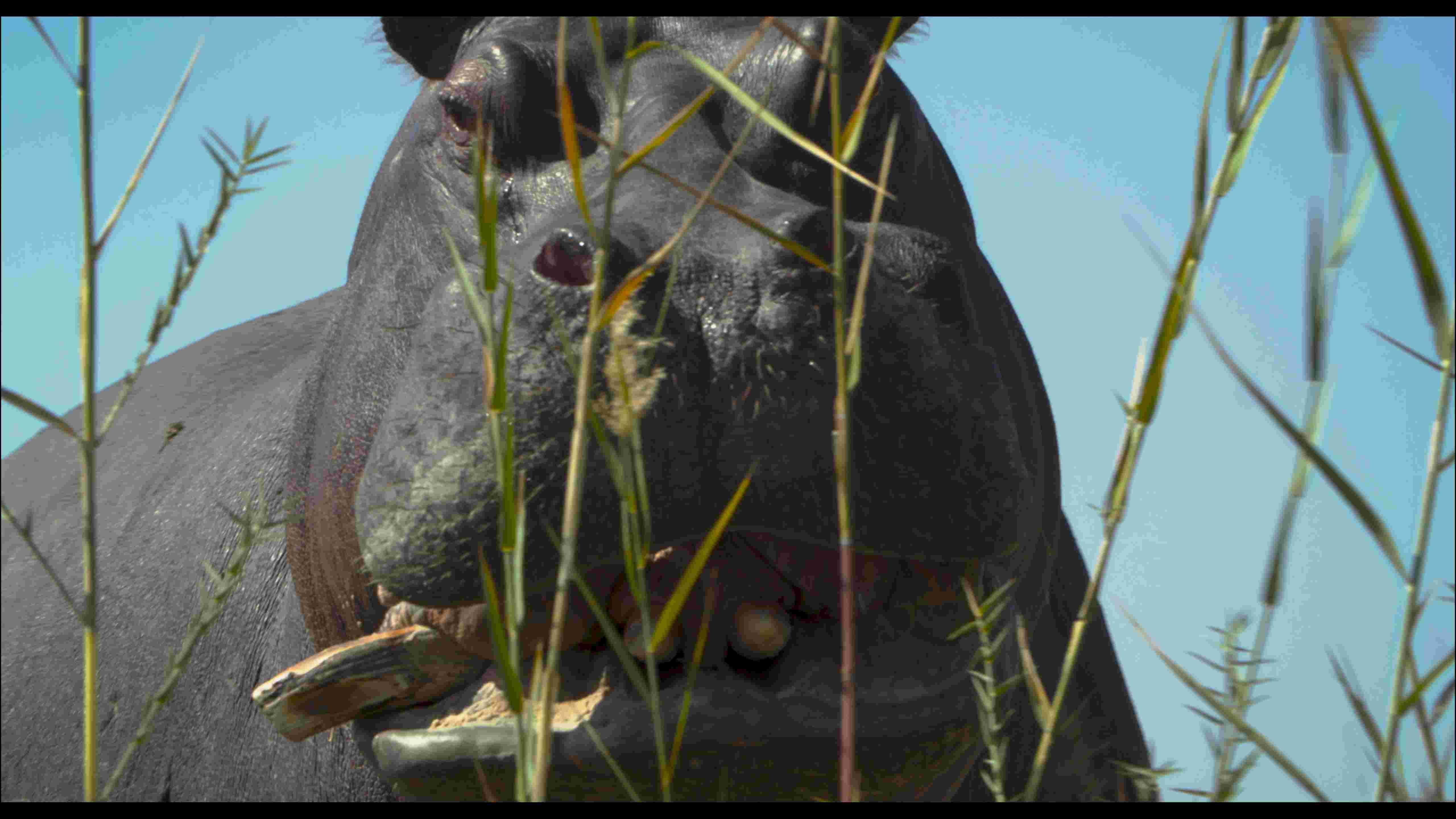 A close-up image of a hippo behind some tall grasses.