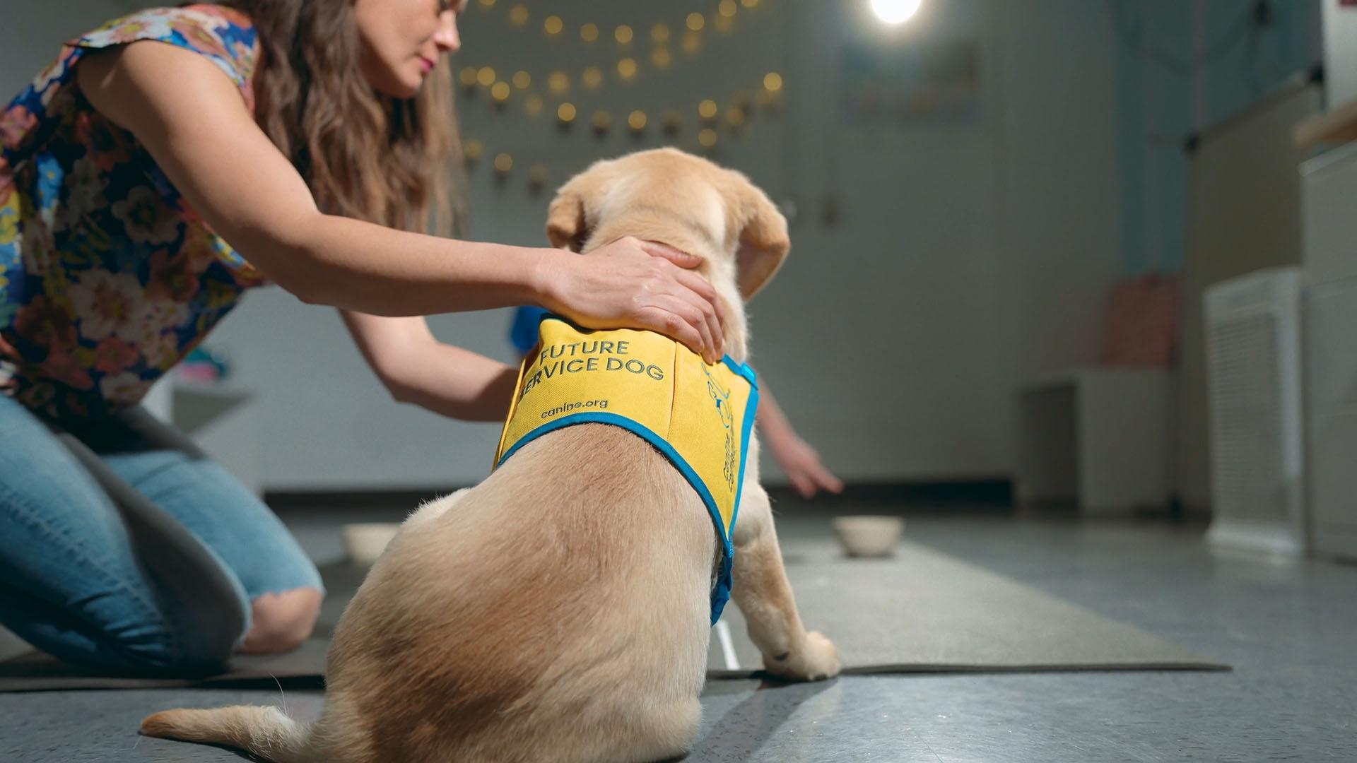 A yellow lab puppy wearing a yellow and blue service vest being trained by a woman kneeling next to him.