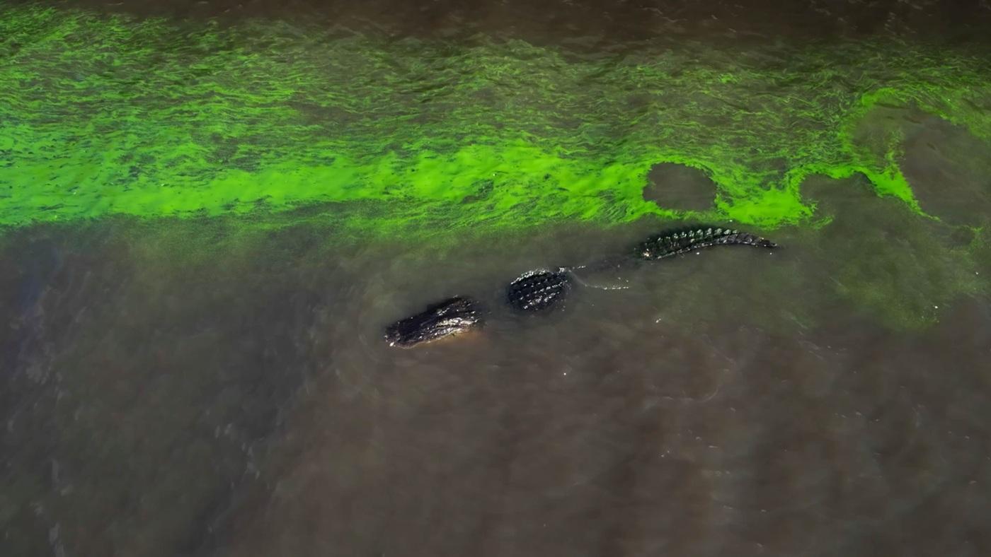 A crocodile swimming in a river streaked with neon green algae.