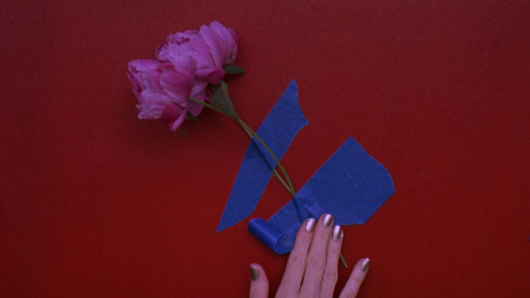 There is a hand holding a hot pink peony taped with blue tape to a red red background.