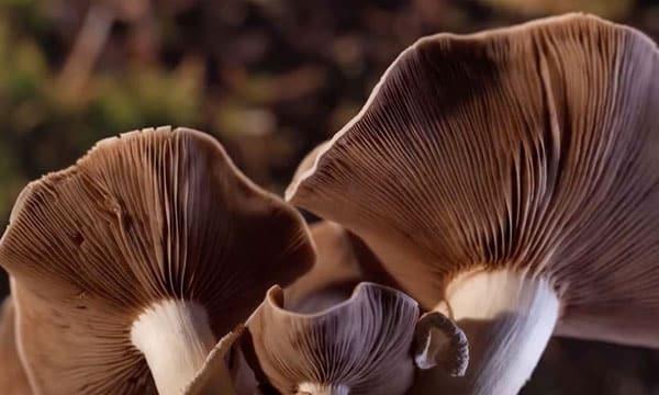 image from the film CANCELLED - Fantastic Fungi