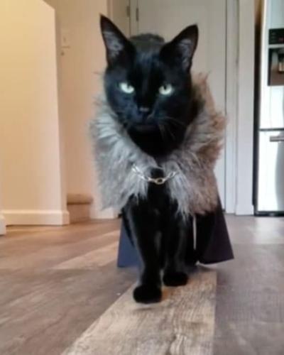 image from CAT VIDEO FEST 2020
